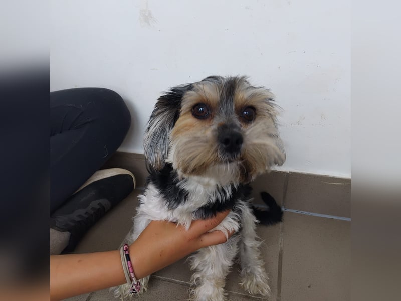 Penny, Yorkshire-Mix, Hündin, geb. am 16.02.2025, ca. 25 cm, 4,9 kg