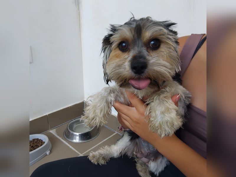 Penny, Yorkshire-Mix, Hündin, geb. am 16.02.2025, ca. 25 cm, 4,9 kg