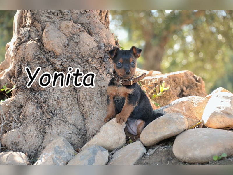 Kann Yonita bald in deinem Zuhause glücklich werden?