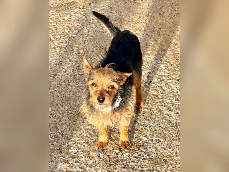 Schenkst du Yip sein eigenes Körbchen?