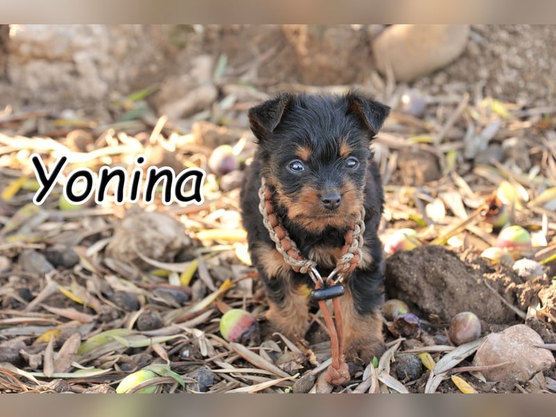 Bist du bereit, Yonina zu zeigen, wie schön ein Zuhause sein kann?