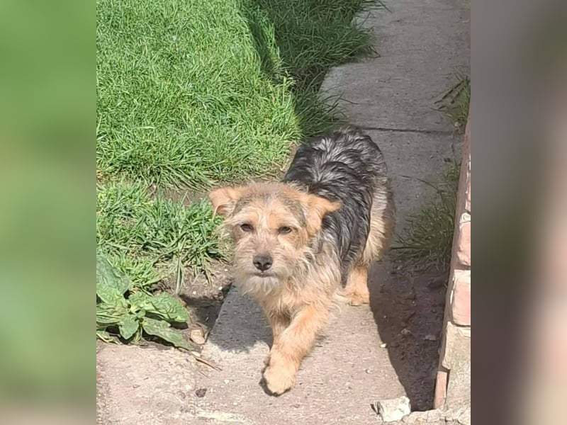 SPIKY ca. 1 J. Yorkie-Mix-Teenager , verspielt sucht seine Familie