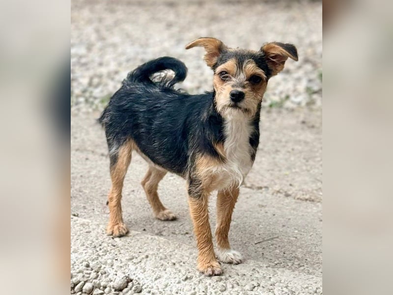 ASTRA und COSMO ca. 5 mon. Yorkie-Mix-Geschwister