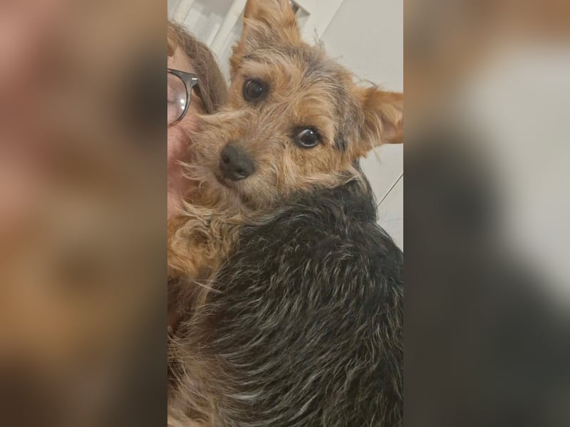 SPIKY ca. 1 J. Yorkie-Mix-Teenager , verspielt sucht seine Familie