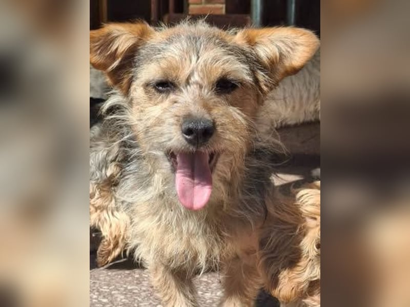 SPIKY ca. 1 J. Yorkie-Mix-Teenager , verspielt sucht seine Familie