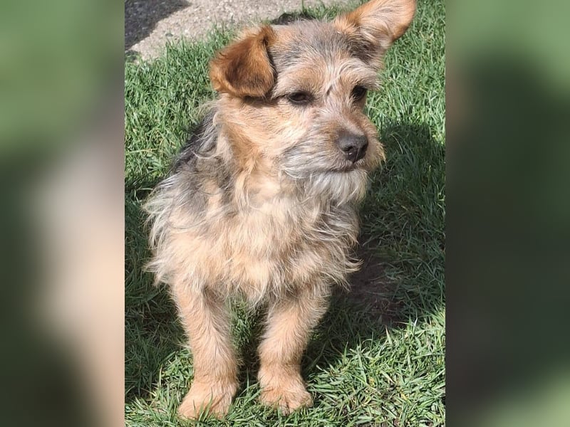 SPIKY ca. 1 J. Yorkie-Mix-Teenager , verspielt sucht seine Familie