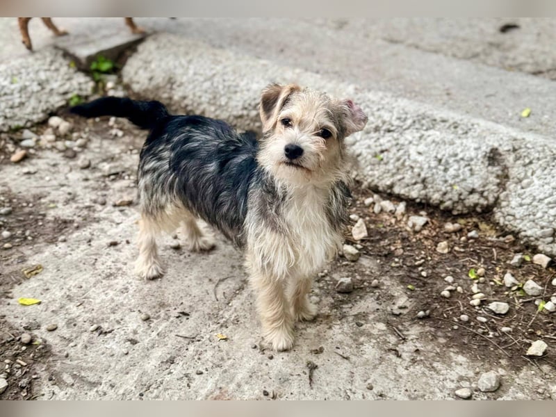 ASTRA und COSMO ca. 5 mon. Yorkie-Mix-Geschwister