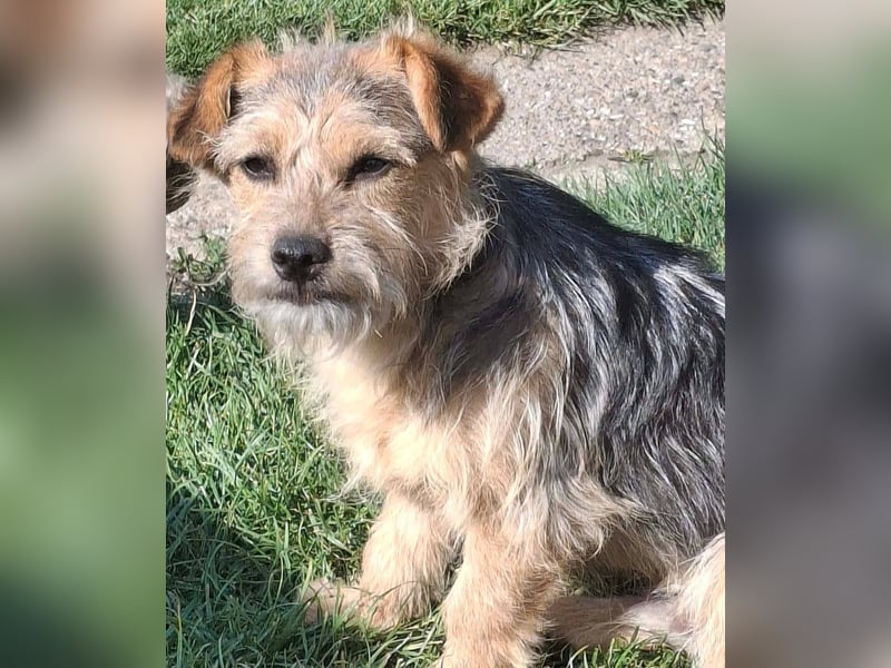 SPIKY ca. 1 J. Yorkie-Mix-Teenager , verspielt sucht seine Familie
