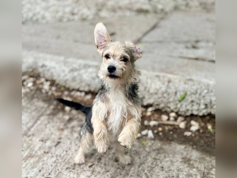 ASTRA und COSMO ca. 5 mon. Yorkie-Mix-Geschwister