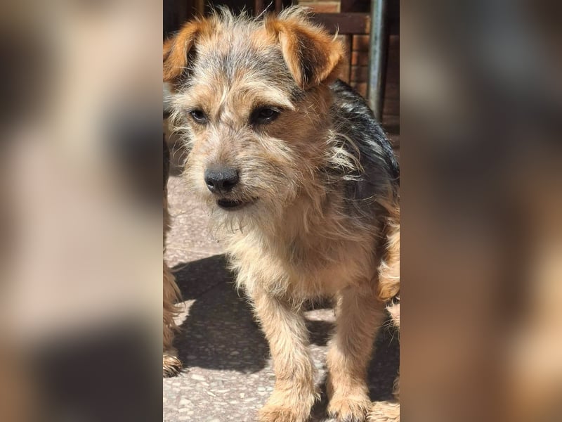 SPIKY ca. 1 J. Yorkie-Mix-Teenager , verspielt sucht seine Familie
