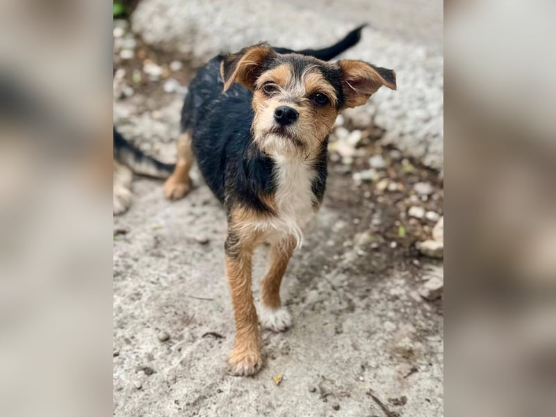 ASTRA und COSMO ca. 5 mon. Yorkie-Mix-Geschwister