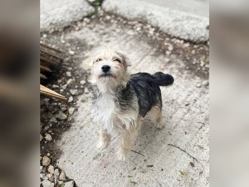 ASTRA und COSMO ca. 5 mon. Yorkie-Mix-Geschwister
