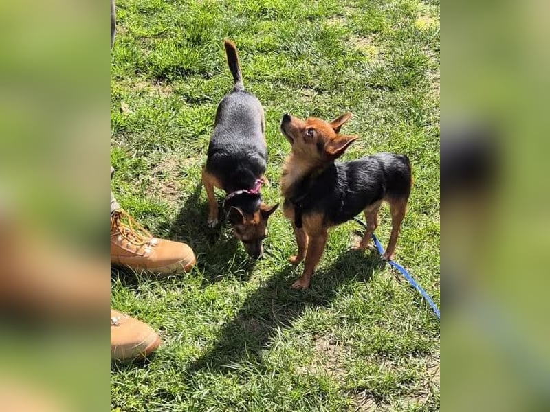 Mini Dany in 58675 Hemer sucht seine Menschen