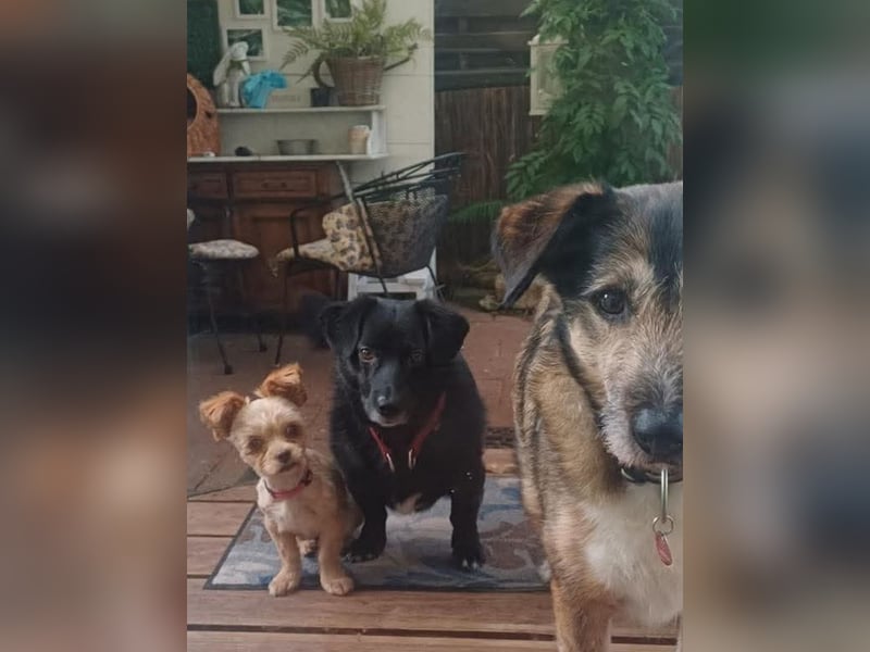 Minikleine Lillifee sucht Familie