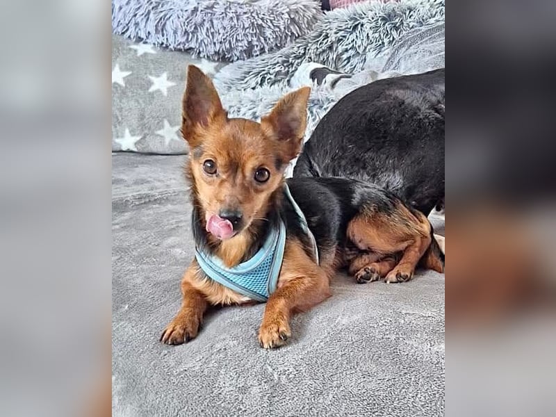 Mini Dany in 58675 Hemer sucht seine Menschen