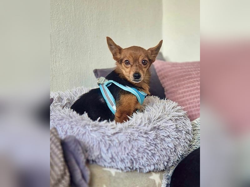 Mini Dany in 58675 Hemer sucht seine Menschen