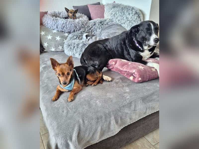 Mini Dany in 58675 Hemer sucht seine Menschen