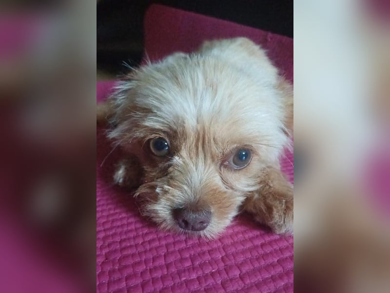 Minikleine Lillifee sucht Familie