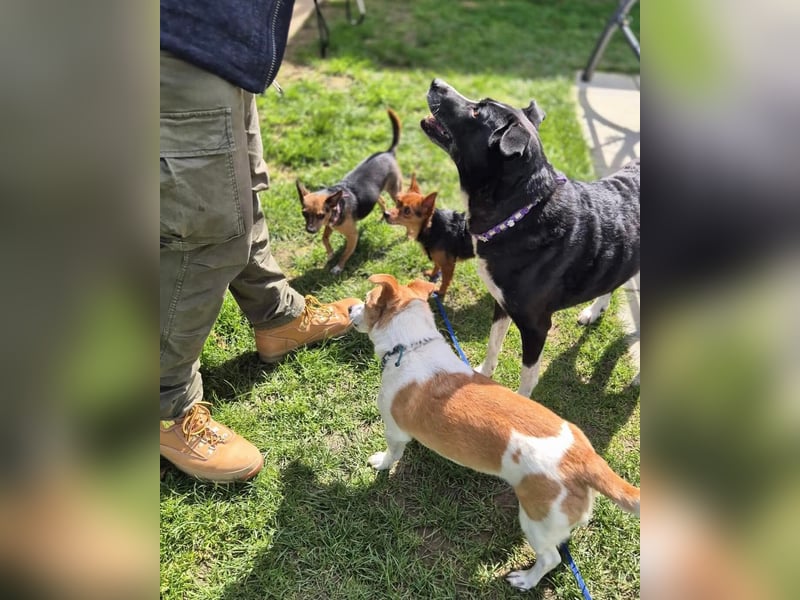 Mini Dany in 58675 Hemer sucht seine Menschen