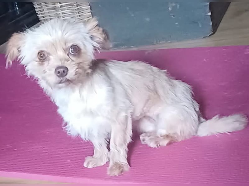 Minikleine Lillifee sucht Familie