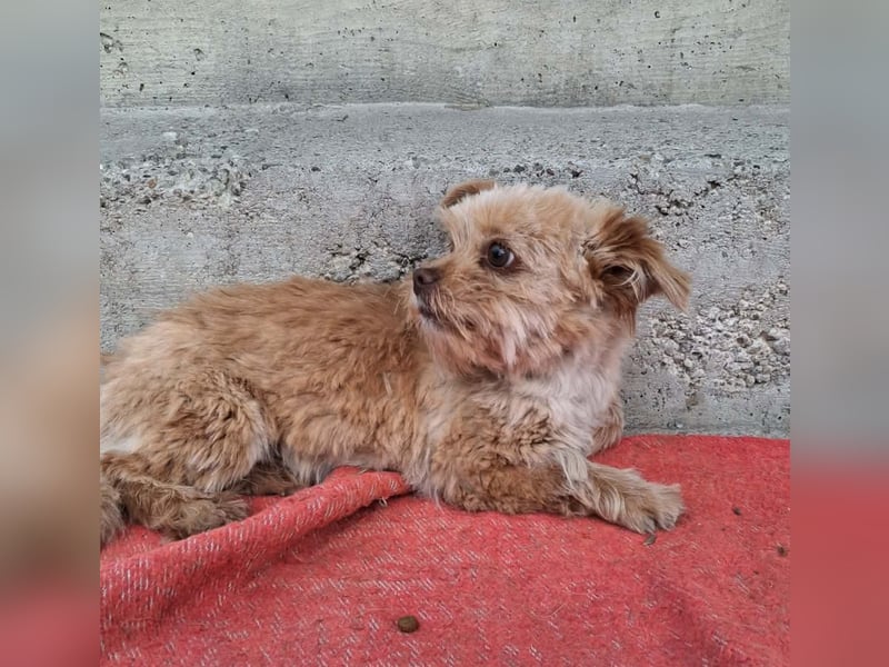 Minikleine Lillifee sucht Familie