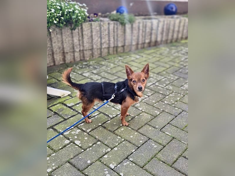 Mini Dany in 58675 Hemer sucht seine Menschen