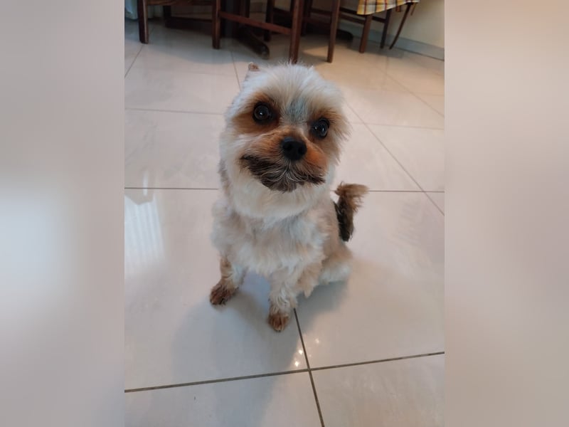 Deckrüde Yorkshire Terrier mini