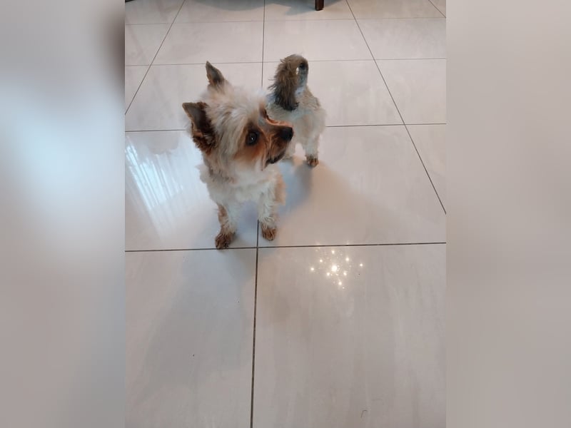 Deckrüde Jorkshir Terier (mini)