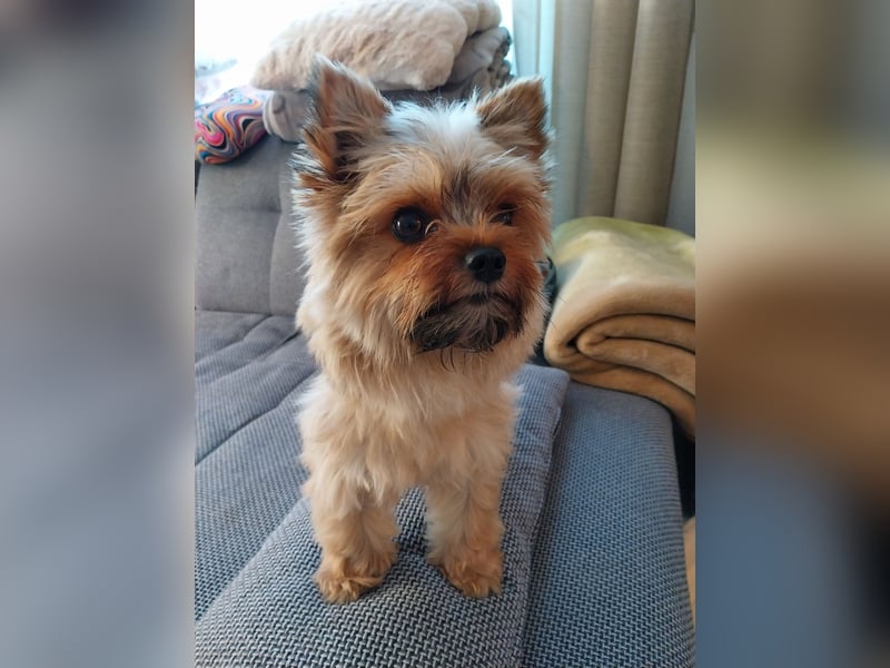 Deckrüde Yorkshire Terrier mini