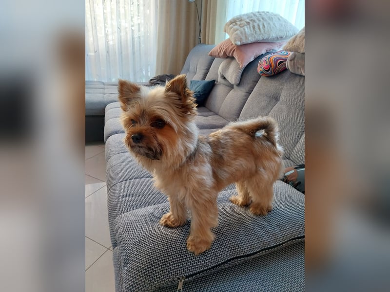Deckrüde Yorkshire Terrier mini