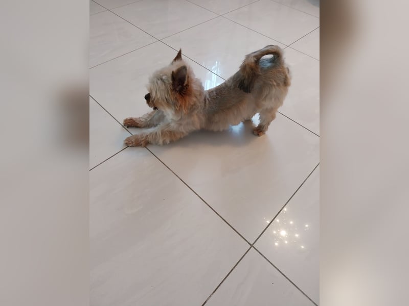 Deckrüde Yorkshire Terrier mini