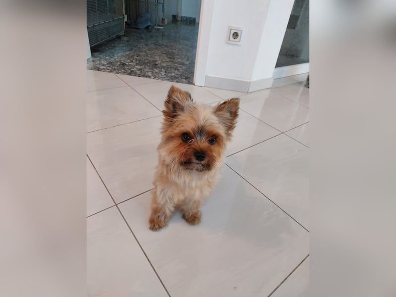 Deckrüde Yorkshire Terrier mini