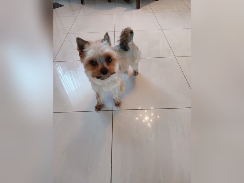 Deckrüde Jorkshir Terier (mini)