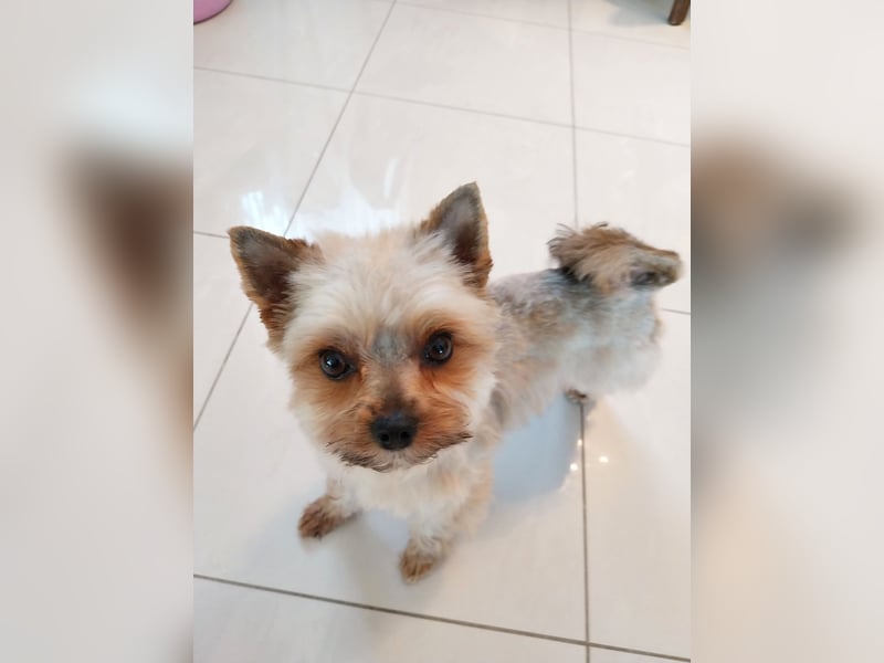 Deckrüde Yorkshire Terrier mini