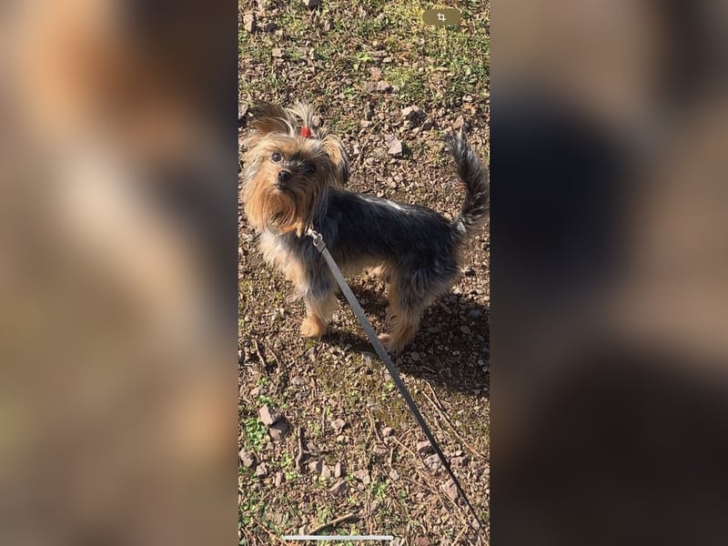 Süßer Yorkshire-Terrier Mischling