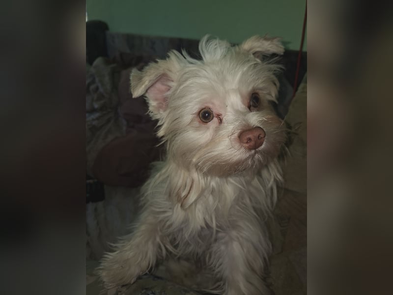 Yorkshire terrier zum Deckrüden an
