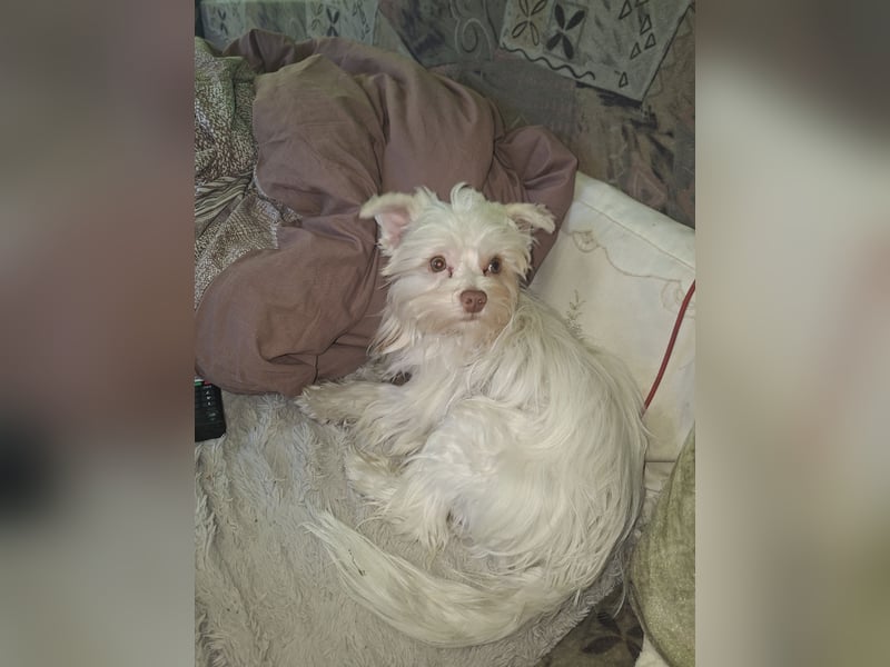 Yorkshire terrier zum Deckrüden an
