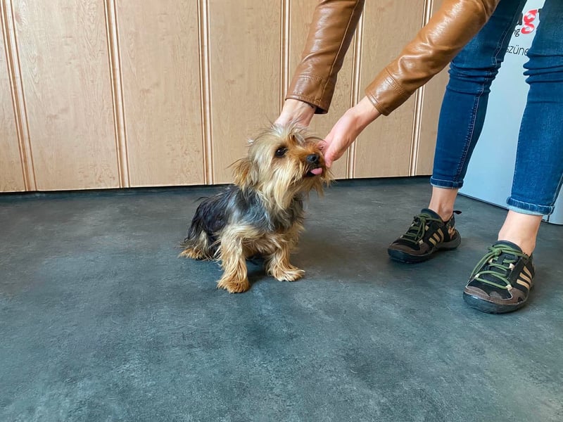 Ricky Martin, kleiner Yorksire Terrier sucht Traumzuhause