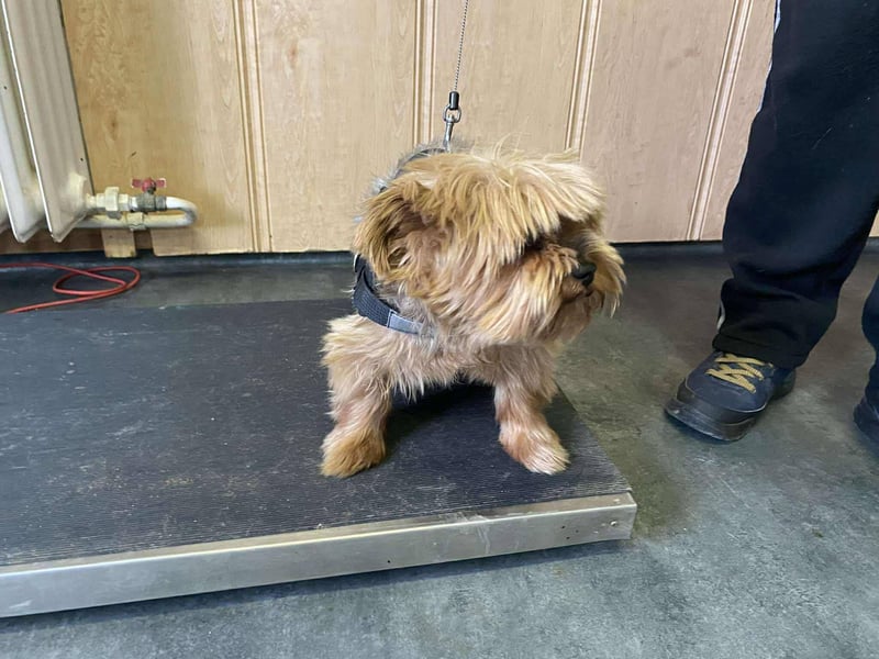 Bibi, kleiner Yoki Senior hat sein Zuhause verloren