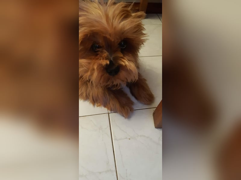 Bibi, kleiner Yoki Senior hat sein Zuhause verloren