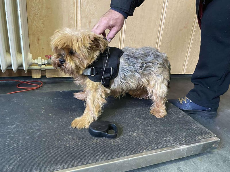 Bibi, kleiner Yoki Senior hat sein Zuhause verloren