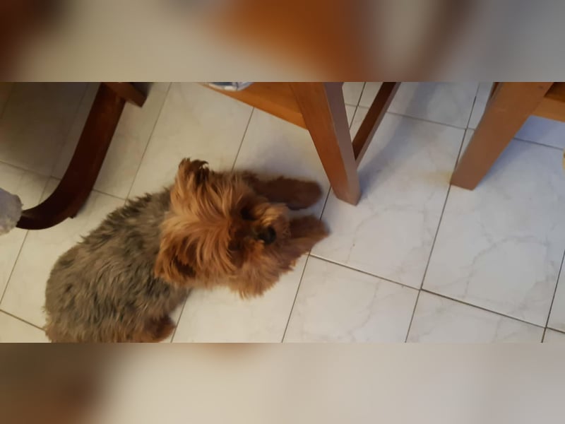 Bibi, kleiner Yoki Senior hat sein Zuhause verloren