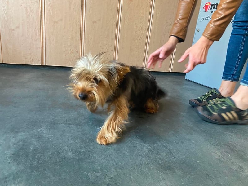 Ricky Martin, kleiner Yorksire Terrier sucht Traumzuhause