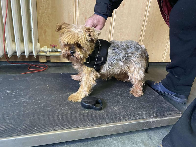 Bibi, kleiner Yoki Senior hat sein Zuhause verloren