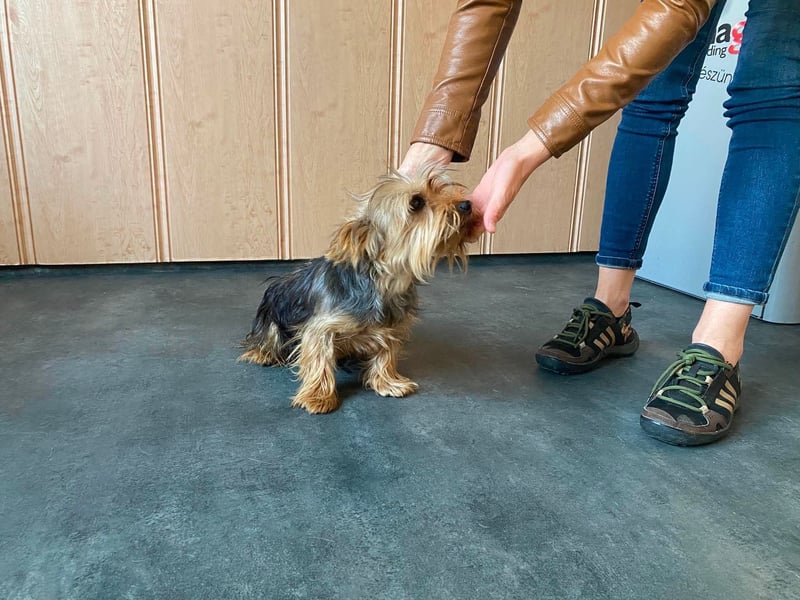 Ricky Martin, kleiner Yorksire Terrier sucht Traumzuhause