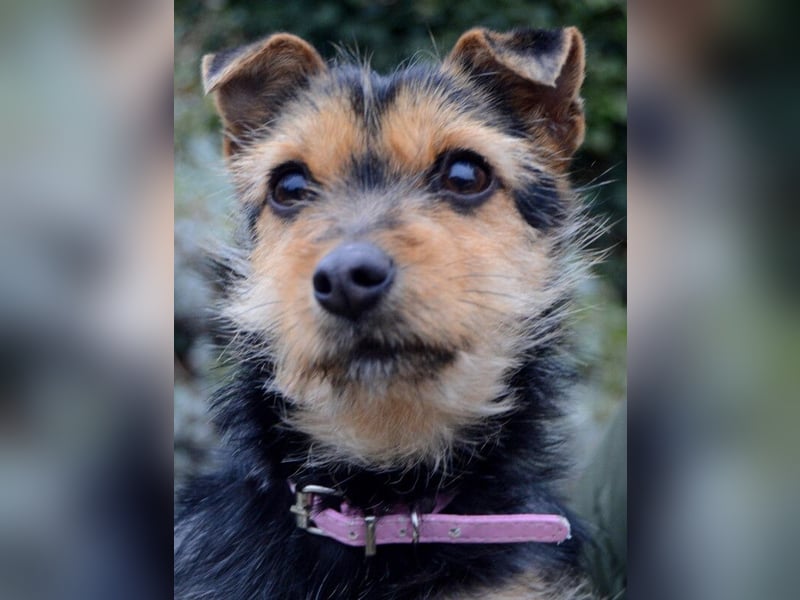 Beata - selbstbewusste kleine Flitzerin - Tierhilfe Franken e.V.