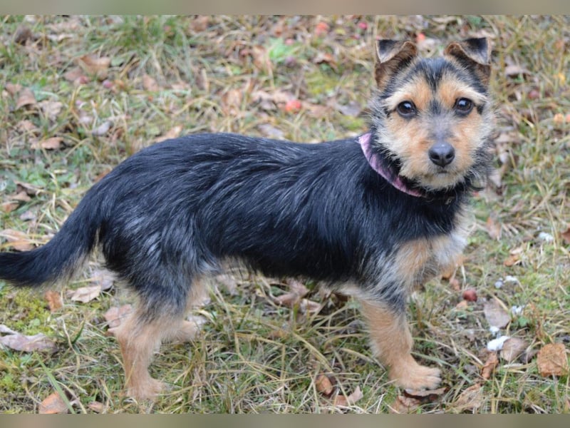 Beata - selbstbewusste kleine Flitzerin - Tierhilfe Franken e.V.