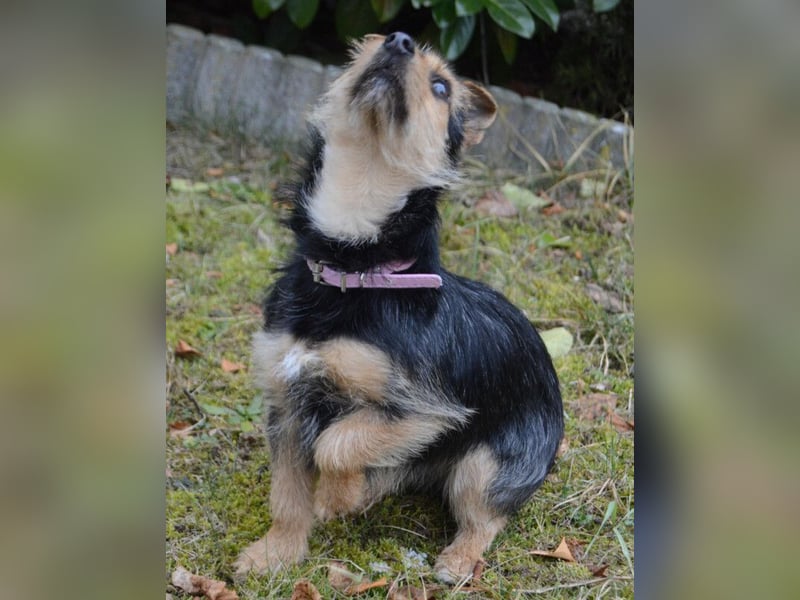 Beata - selbstbewusste kleine Flitzerin - Tierhilfe Franken e.V.