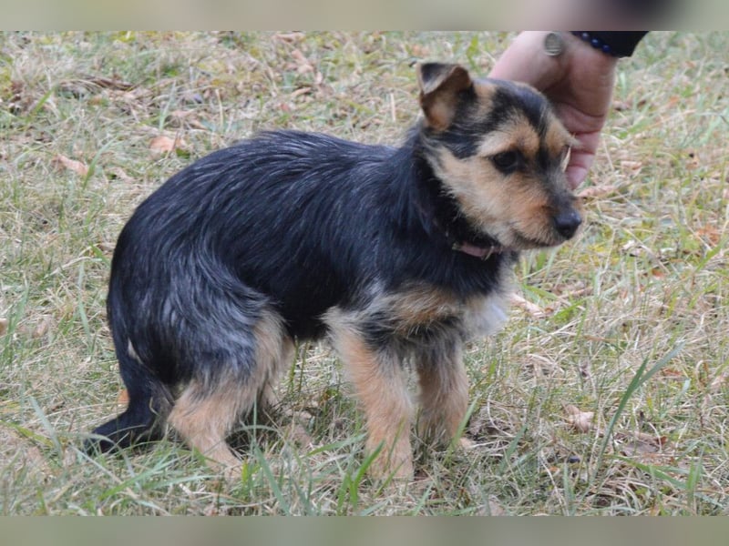 Beata - selbstbewusste kleine Flitzerin - Tierhilfe Franken e.V.
