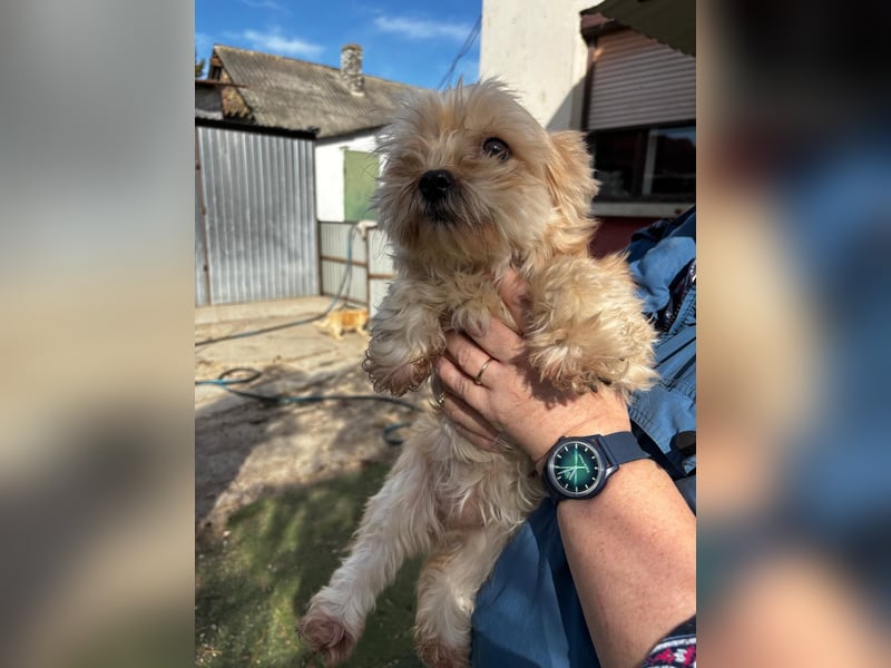 Goldy – Kleine Yorkie-Mix-Hündin sucht ihre Menschen fürs Leben 
